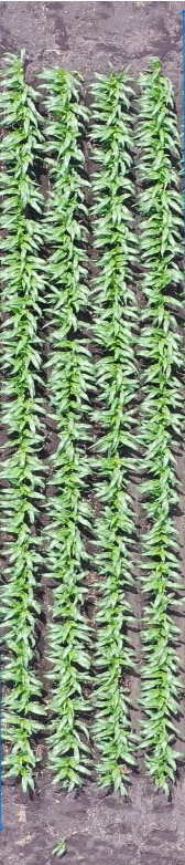 Treated emergence