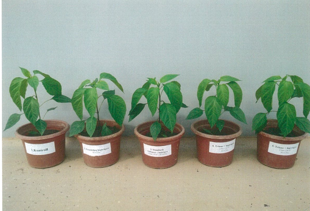 Green pepper plants, untreated control through TRIUNE-treated slurry
