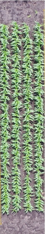 Untreated emergence