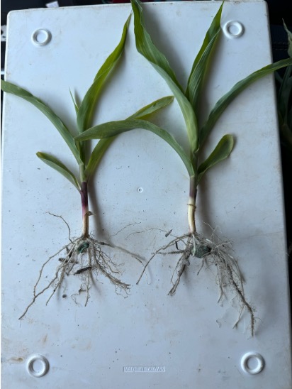 Untreated seedling on the left, treated on the right