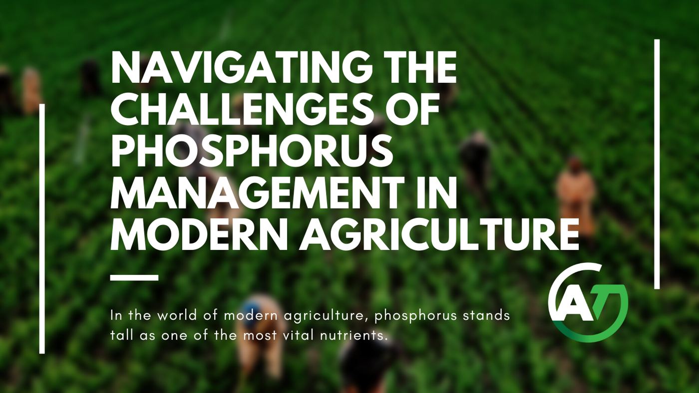 Navigating the Challenges of Phosphorus Fertilizer Management in Modern Agriculture